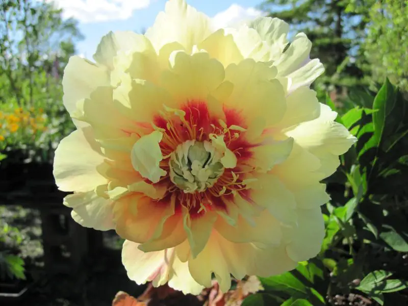 Yellow Peonies