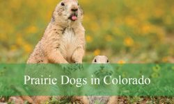 Why Are Prairie Dogs in Colorado Called Nature’s Architects