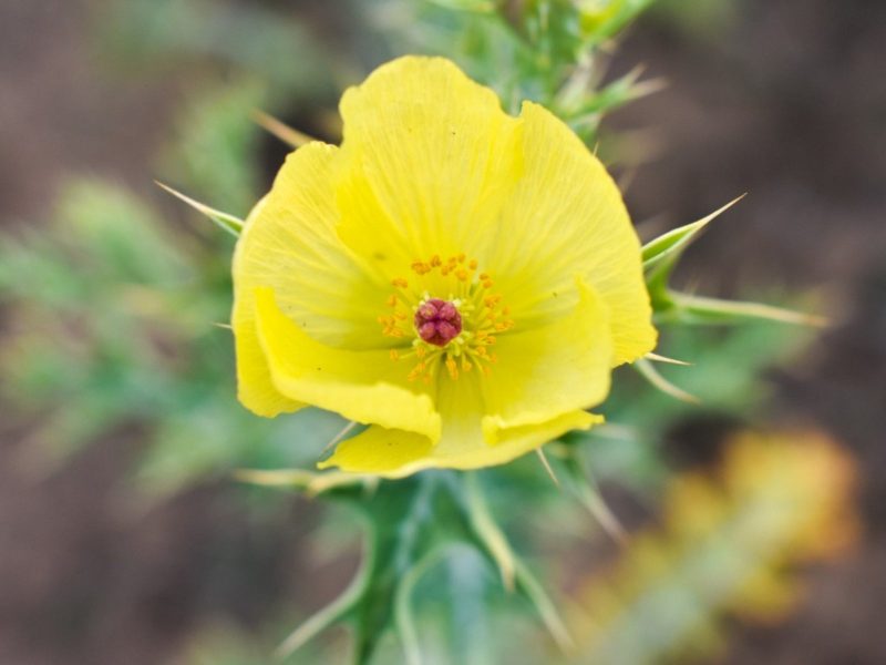 Wildflowers in Texas