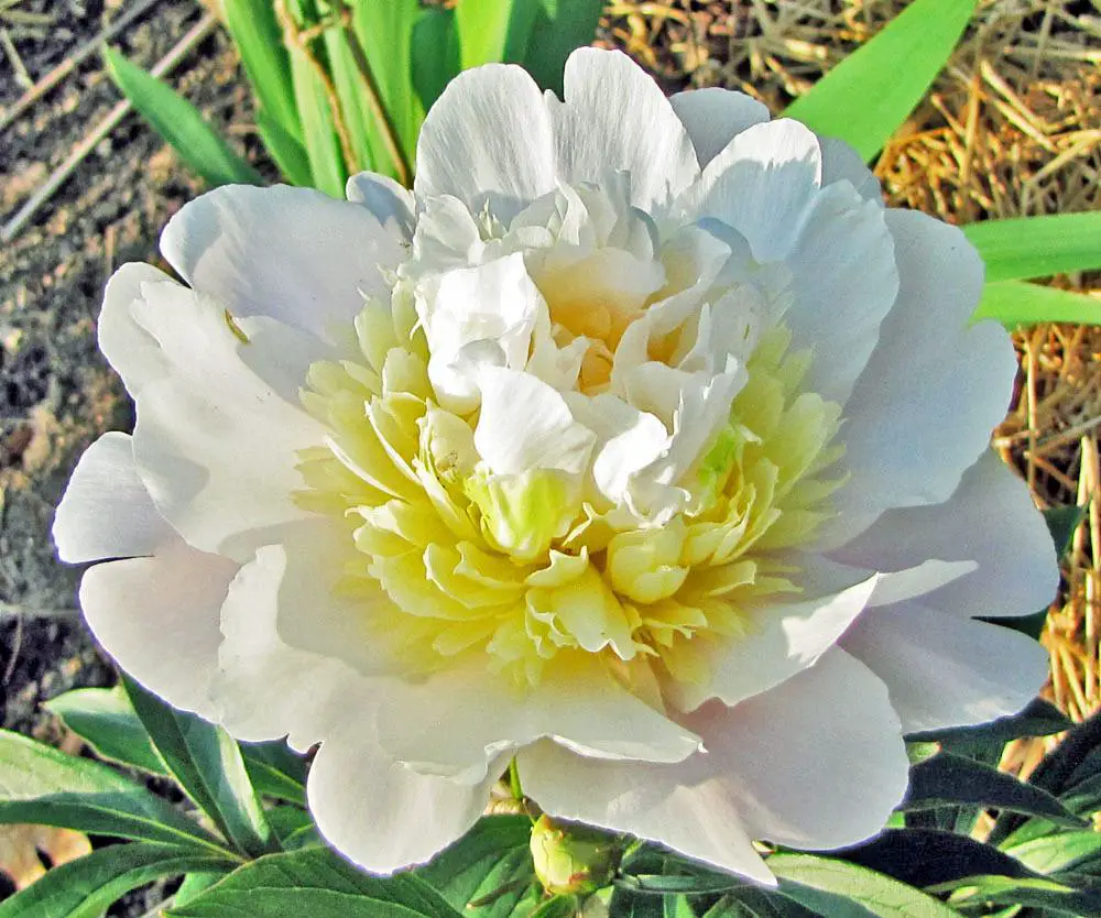 Yellow Peonies