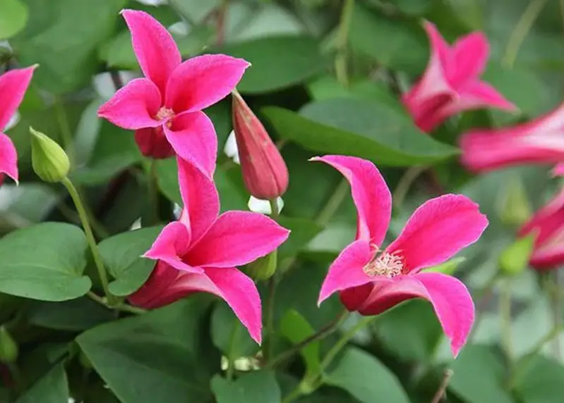 Types of Clematis Plants