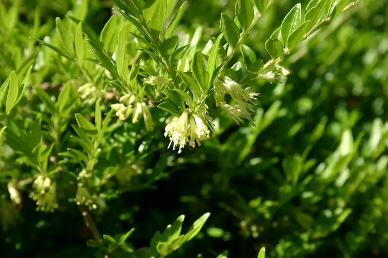 Types of Honeysuckle Plants