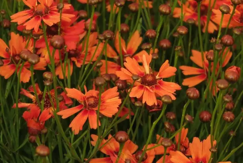 types of Coreopsis