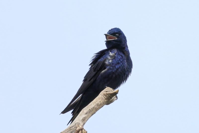 Swallows and Martins in Wisconsin