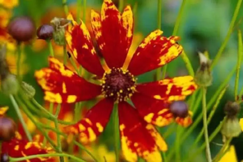 types of Coreopsis