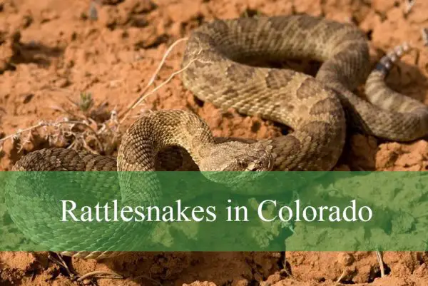 Rattlesnakes in Colorado