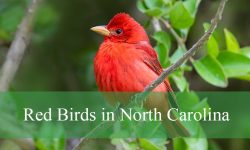 10 Red Birds in North Carolina (With Pictures and Identification)