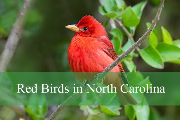 Red Birds in North Carolina