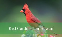 Stunning Red Cardinals in Hawaii: Everything You Need to Know