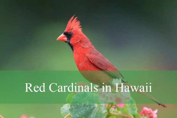 Red Cardinals in Hawaii