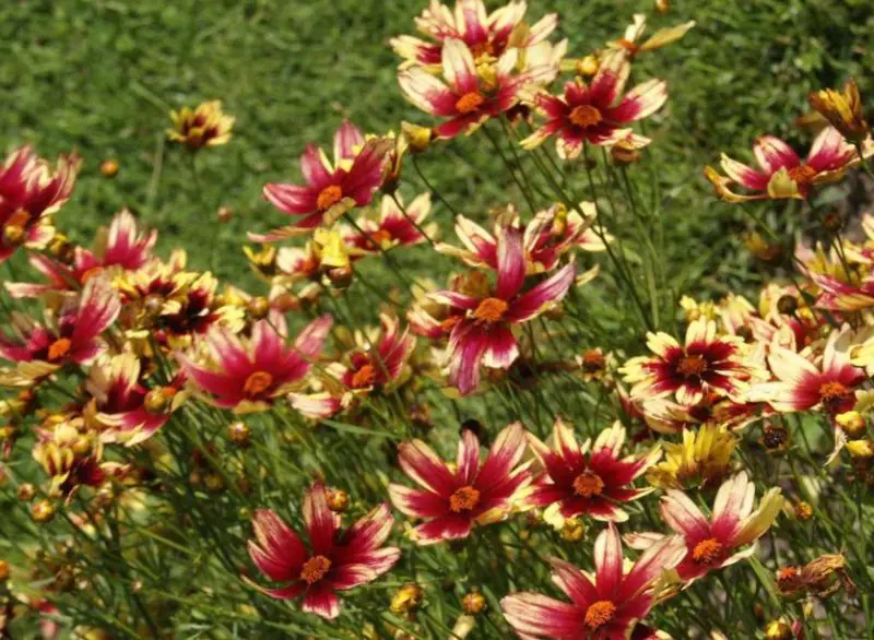Coreopsis Varieties