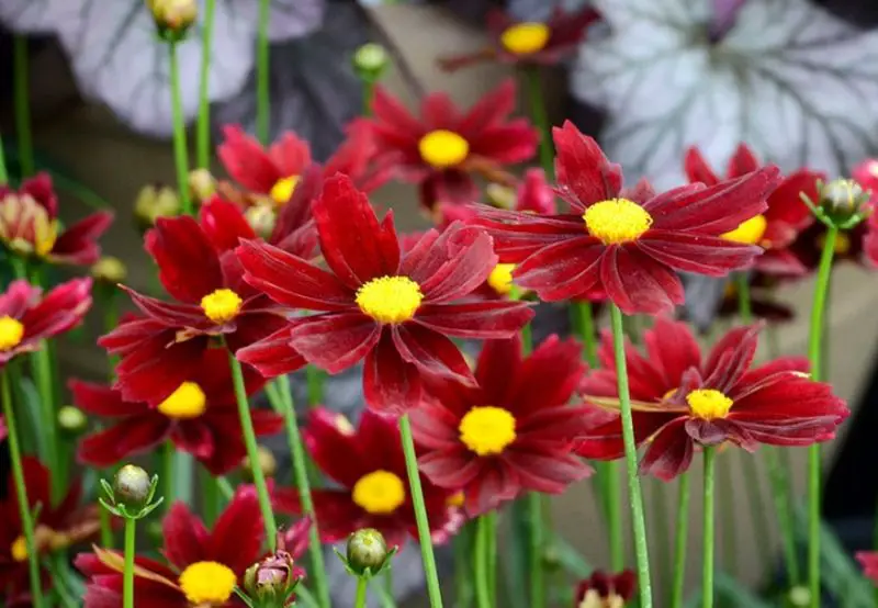 Coreopsis Varieties