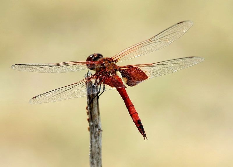 Dragonflies in Michigan