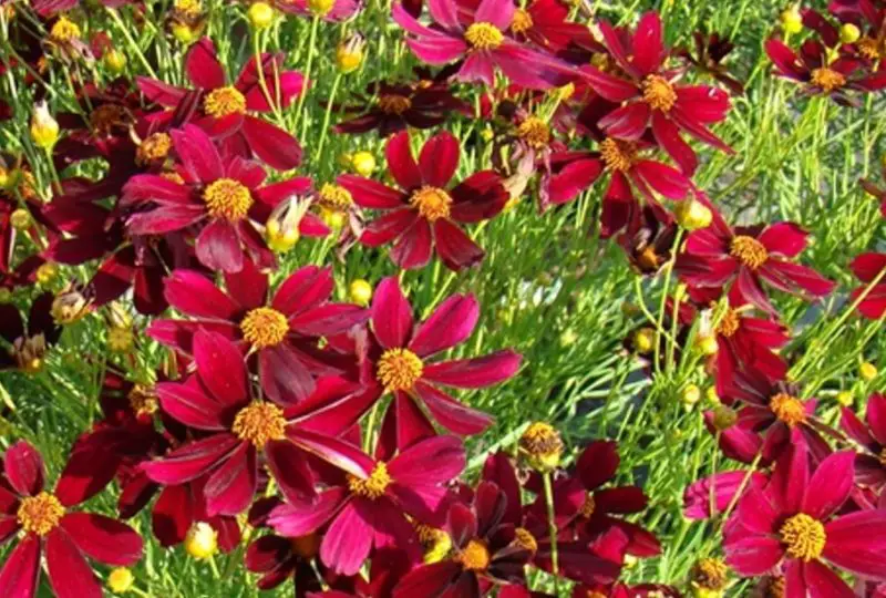 Coreopsis Varieties