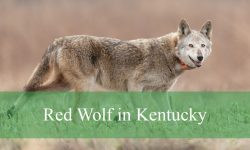 Uncovering the Mystery of Red Wolf in Kentucky Wilderness