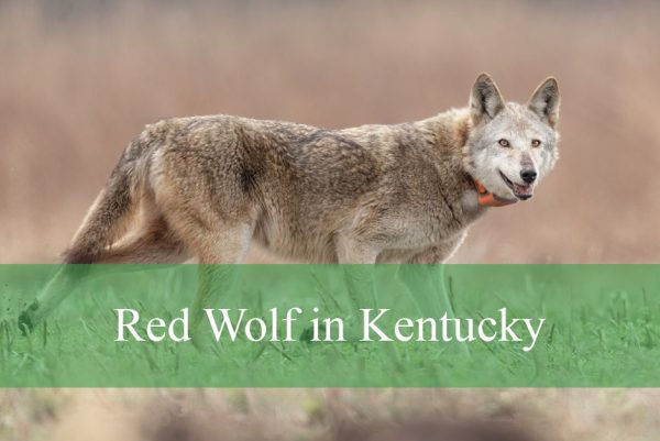 Red Wolf in Kentucky
