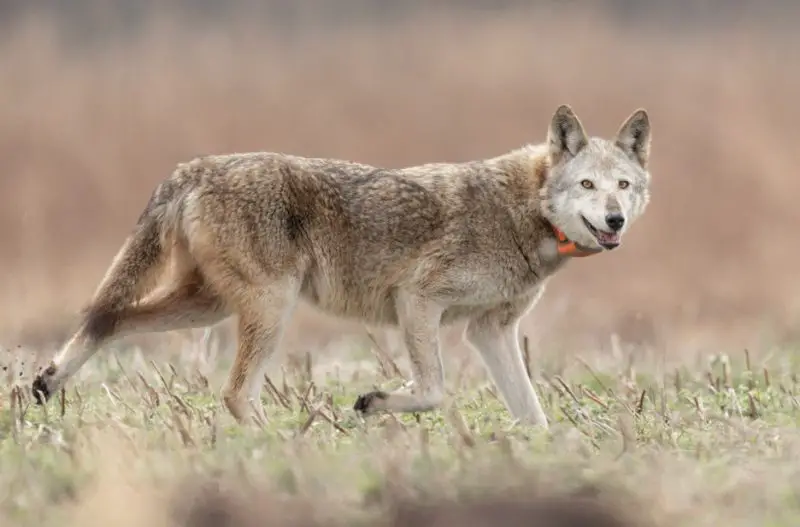 Red Wolf in Kentucky
