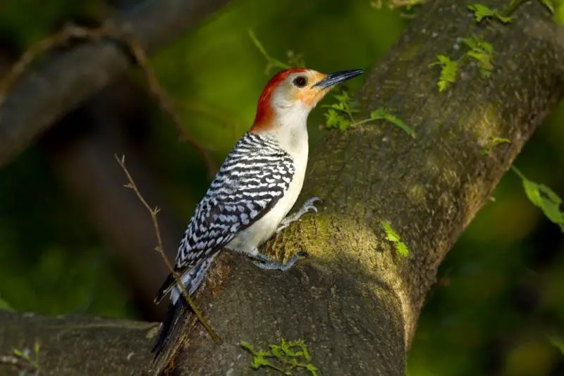 Backyard Birds in Florida