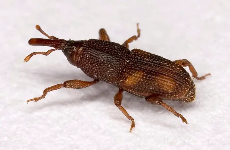Types of Beetle Insects