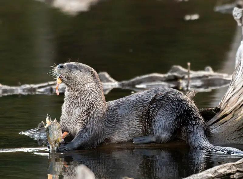 River Otters in Pennsylvania