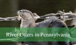 The Most Surprising Thing About River Otters in Pennsylvania