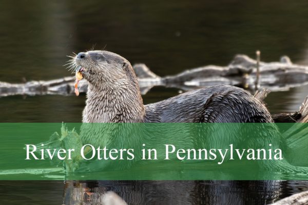 River Otters in Pennsylvania