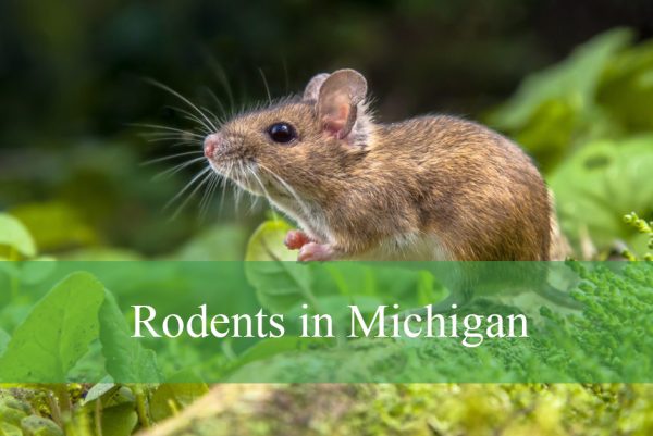 Rodents in Michigan