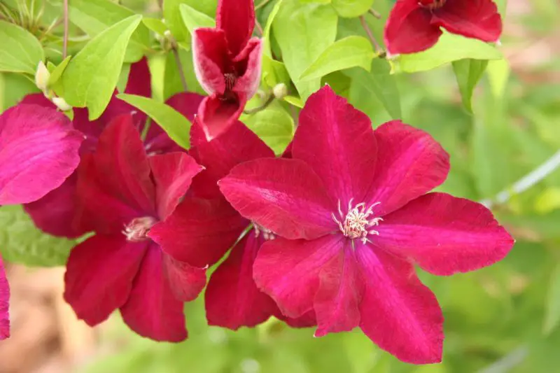 Types of Clematis Plants