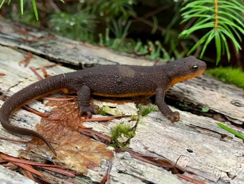 Salamanders in Oregon