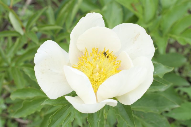 Yellow Peonies