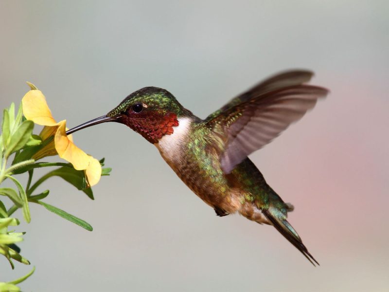 hummingbirds in Pennsylvania