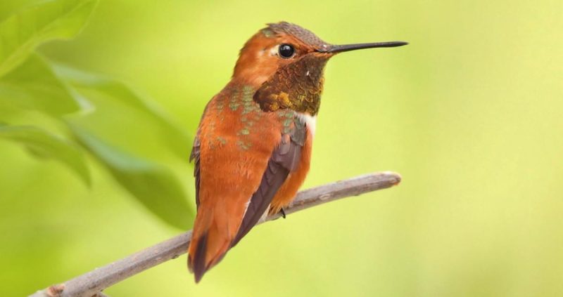 hummingbirds in Pennsylvania