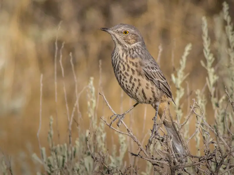 Gray Birds in Virginia