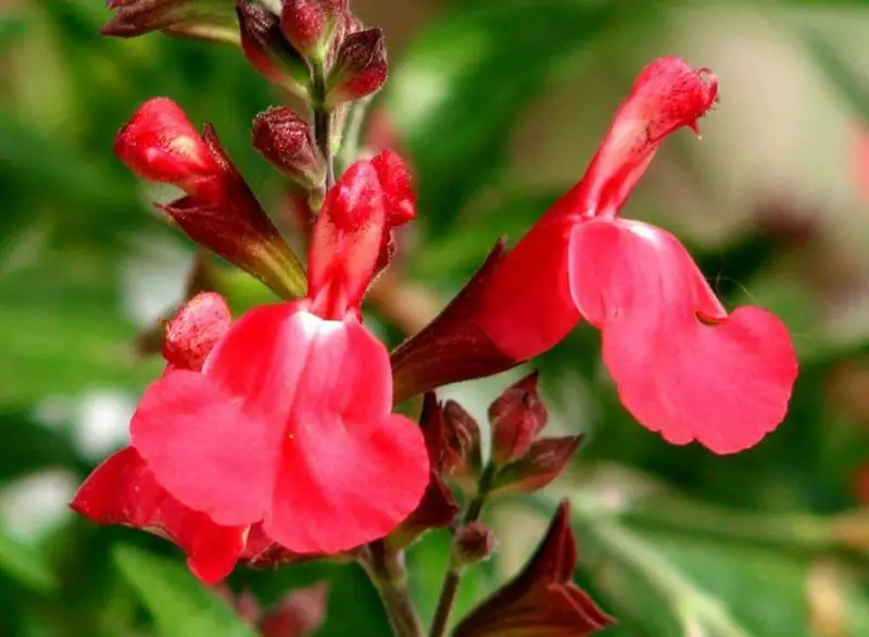 Flowers That Bloom in Autumn