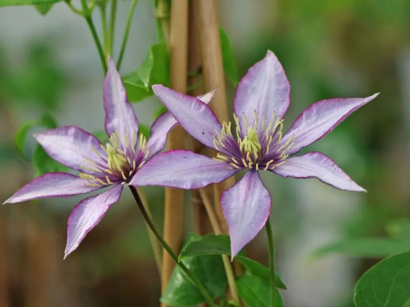 Types of Clematis Plants