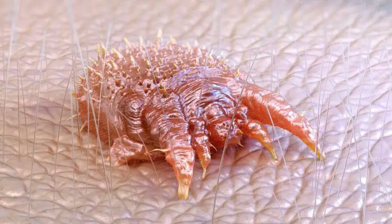 Bugs in Texas