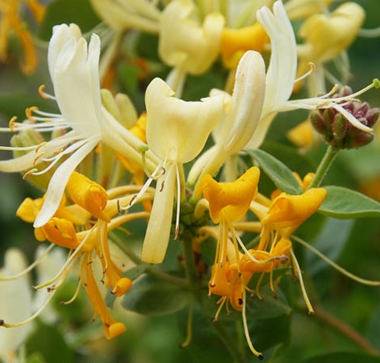 Types of Honeysuckle Plants