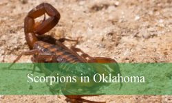 3 Common Scorpions in Oklahoma (Pictures and Identification)