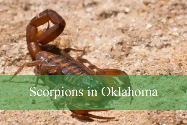 Scorpions in Oklahoma