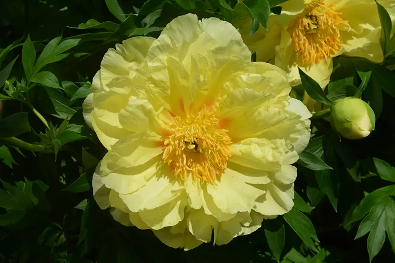 Yellow Peonies