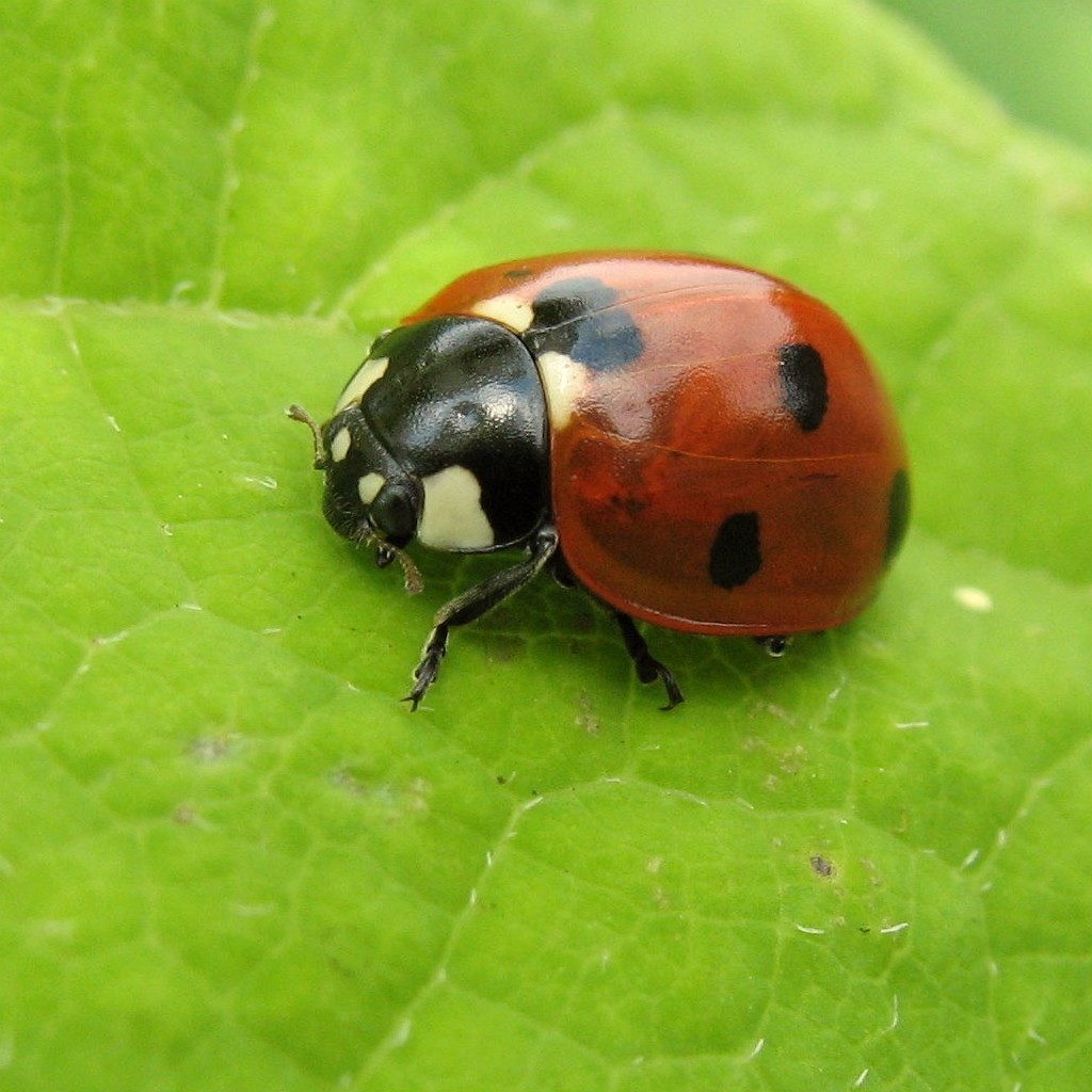 Types of Beetle Insects