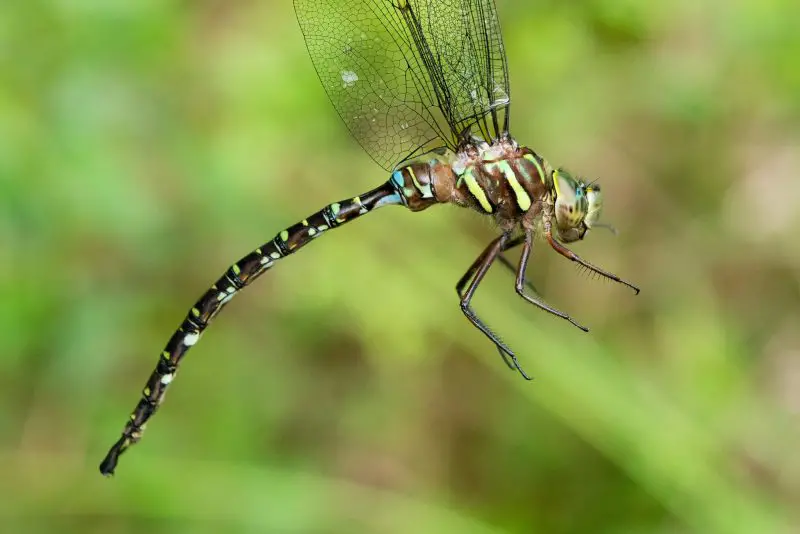 Dragonflies in Michigan