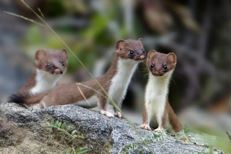 Weasels in Wisconsin