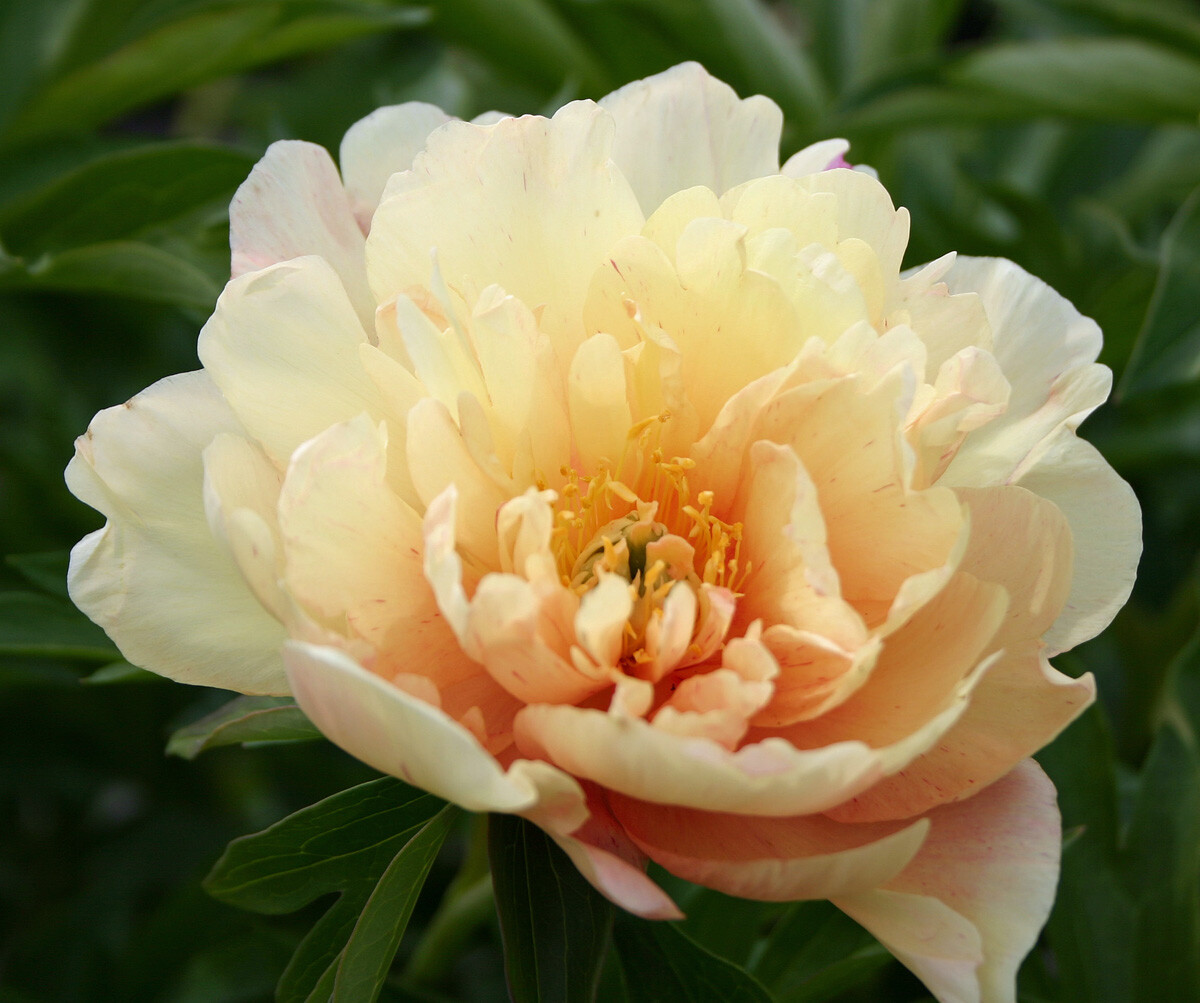 Yellow Peonies
