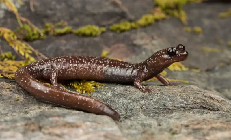 Salamanders in Oregon