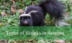 4 Types of Skunks in Arizona (With Pictures and Identification)
