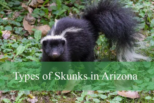 Skunks in Arizona