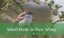 36 Small Birds in New Jersey (With Pictures and Identification)
