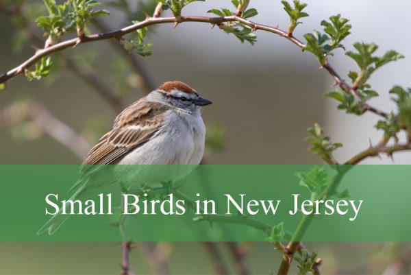 Small Birds Found in New Jersey