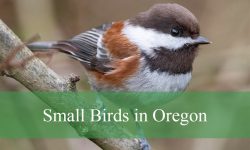 32 Small Birds in Oregon (With Pictures and Identification)
